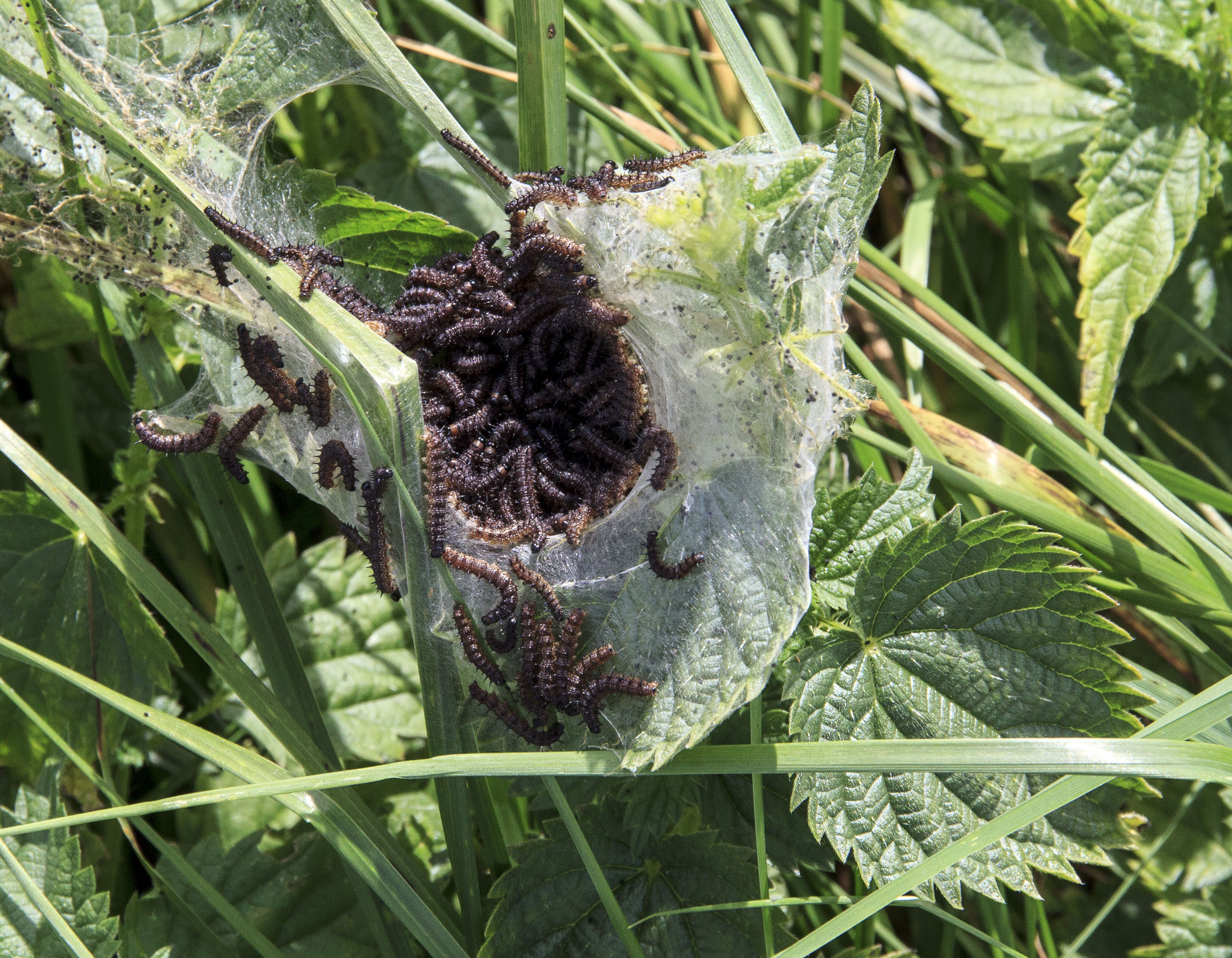 rupsen van de dagpauwoog?
